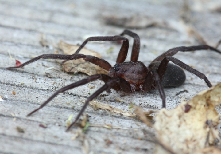 False Wolf Spider